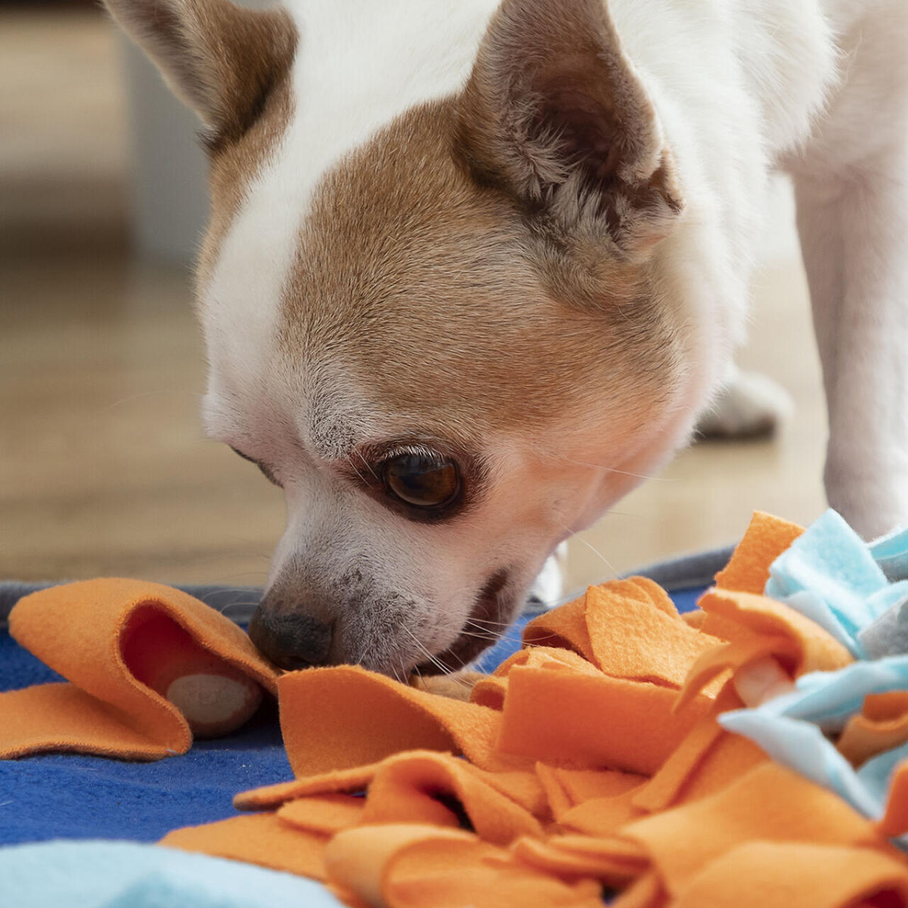 Alfombra Olfativa para Mascotas Fooland